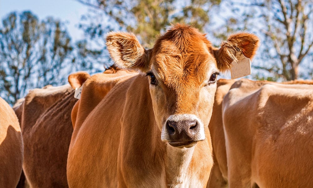 Vacas Jersey: tudo sobre a raça para propriedades leiteiras