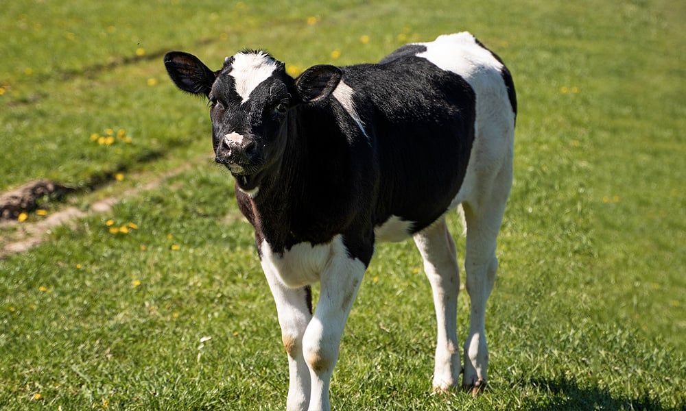 bezerra preta e branca em um pasto, ilustrando um animal saudável, sem risco de mortalidade de bezerras leiteiras