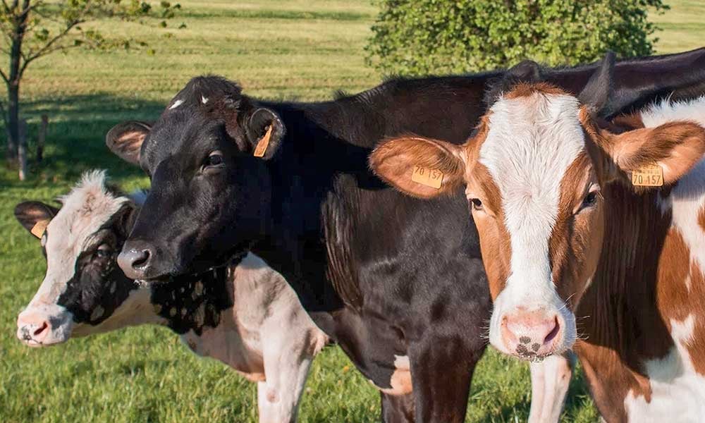 8 doenças mais comuns que podem afetar o rebanho leiteiro