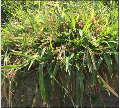 Brachiaria brizantha marandu