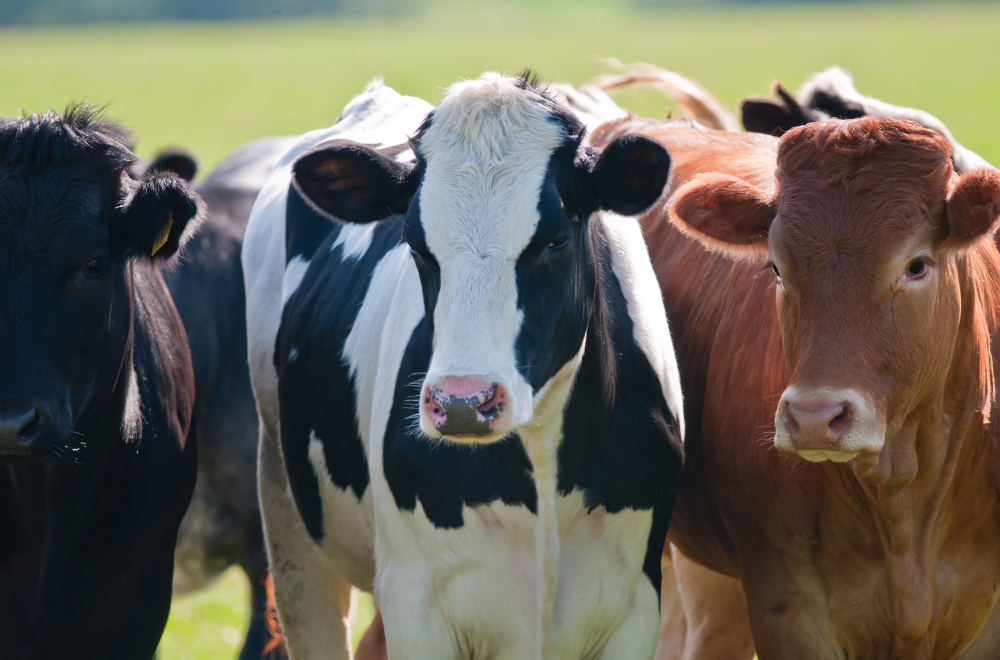 Como medir a eficiência reprodutiva nas fazendas de leite