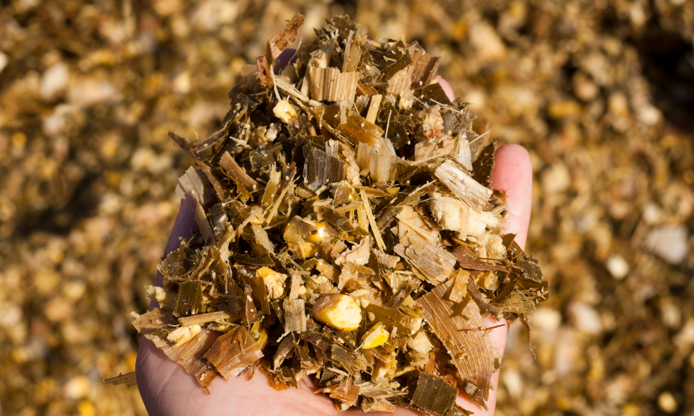 3 tipos de forrageiras para produção de silagem