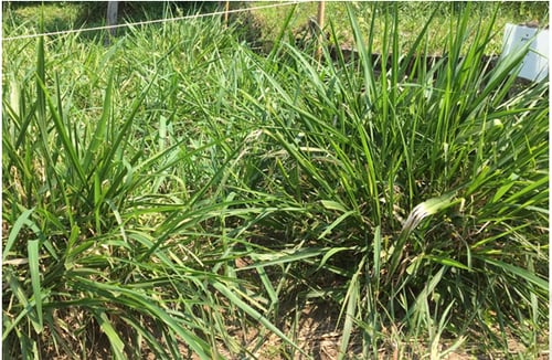Panicum Maximum Mombaça