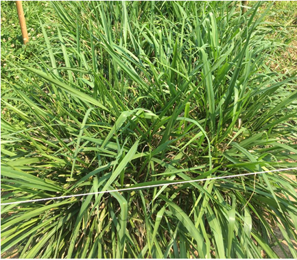 Panicum Maximum Tanzânia
