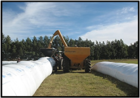 Produção de silagem