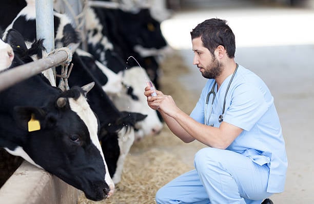7 esclarecimentos sobre a vacinação do rebanho leiteiro