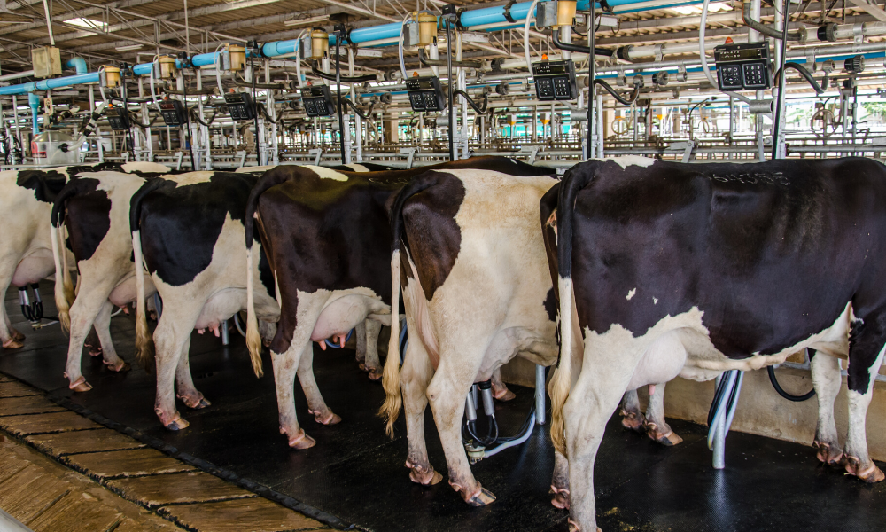 5 Práticas fundamentais de higiene no manejo de ordenha