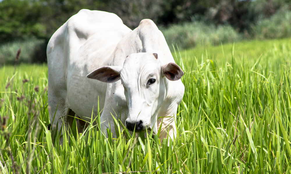 5 dicas para cuidar da alimentação do gado de corte