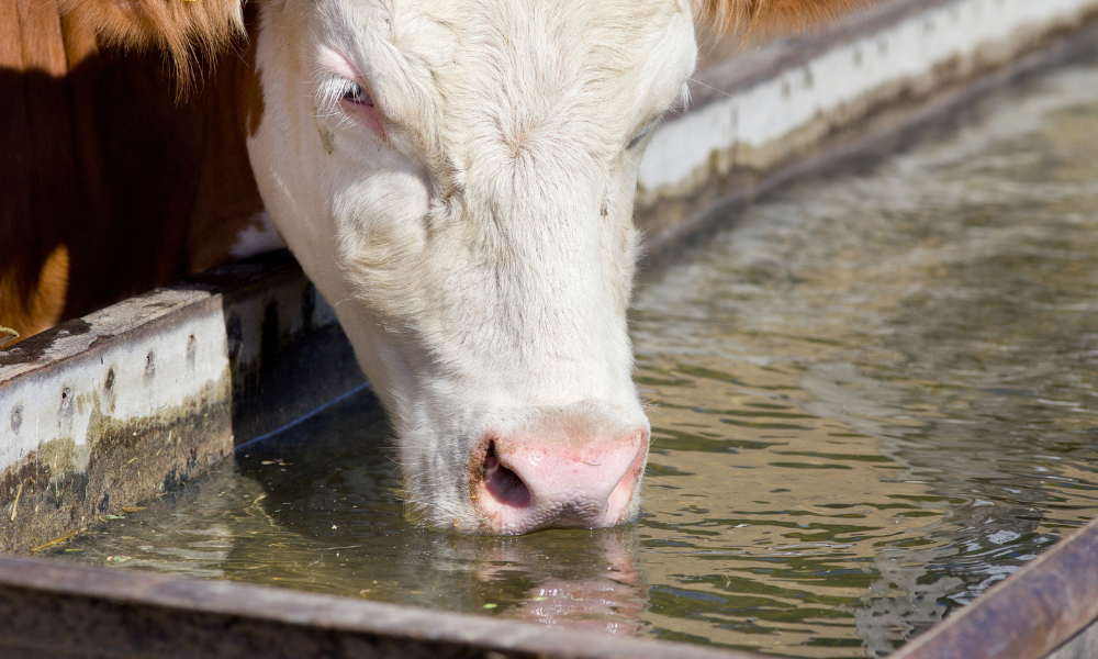 5 passos para fazer a limpeza dos bebedouros de água dos bovinos