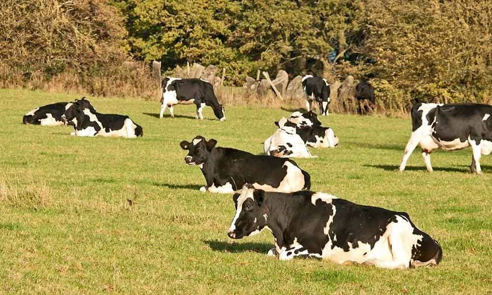 5 Passos para começar uma criação de gado de leite