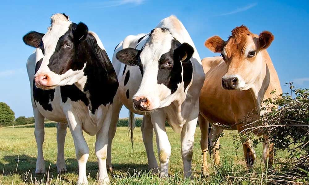 5 raças de gado leiteiro mais comuns no Brasil