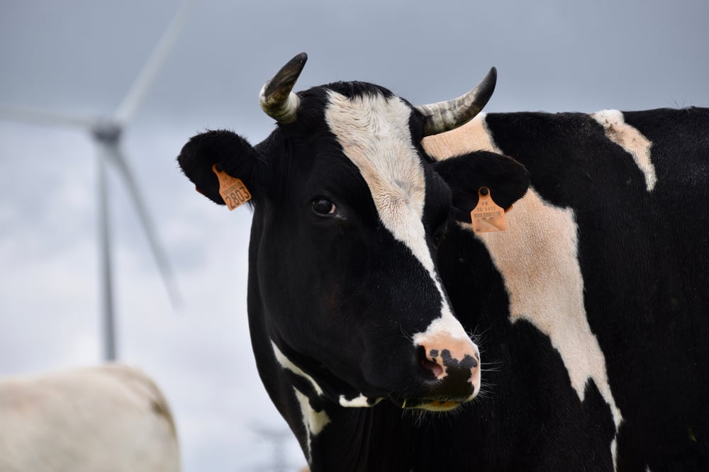 6 formas de fazer o controle de carrapatos em bovinos