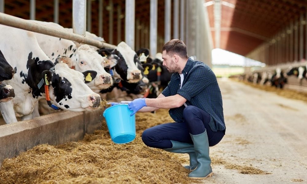 6 práticas sanitárias empregando o manejo racional de bovinos