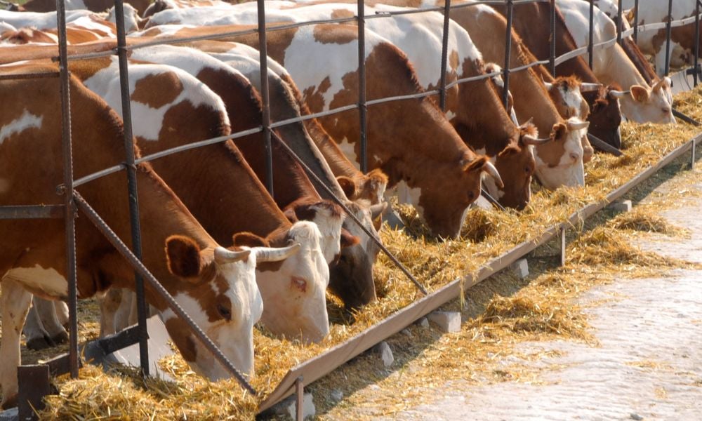 Misturador de alimentos para pequenas fazendas de leite