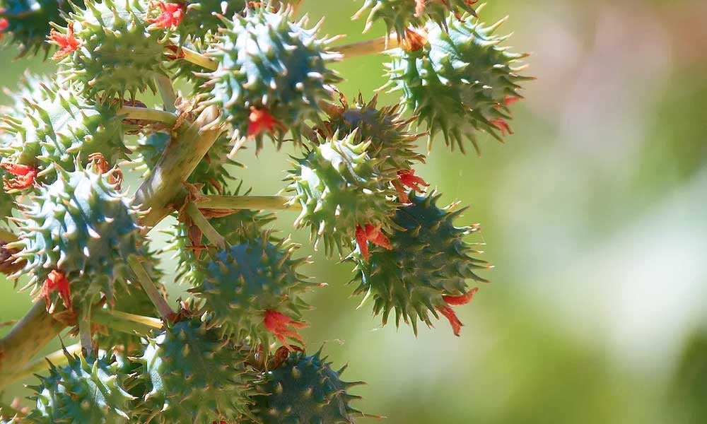 7 Plantas tóxicas que podem envenenar o rebanho de leite