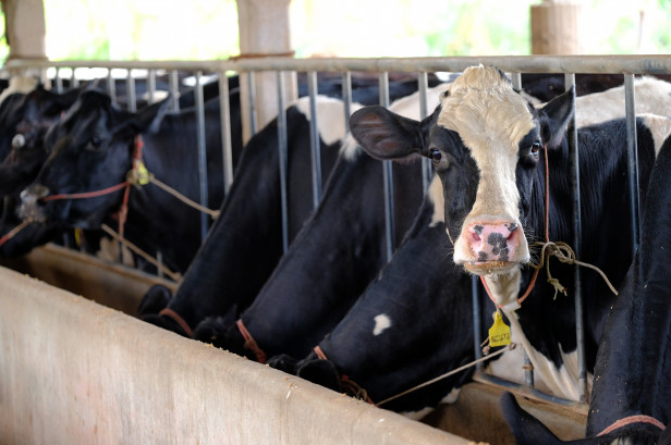 8 aditivos essenciais na alimentação bovina