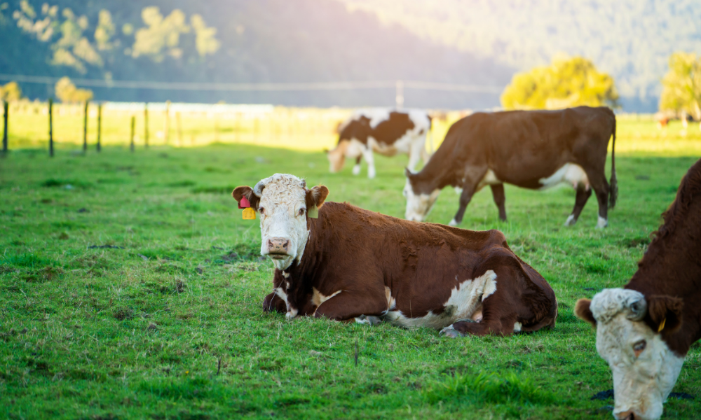 8 indícios de que seu rebanho bovino está com verminoses