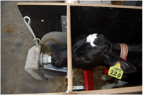 O uso do alimentador automático na criação de bezerras leiteiras