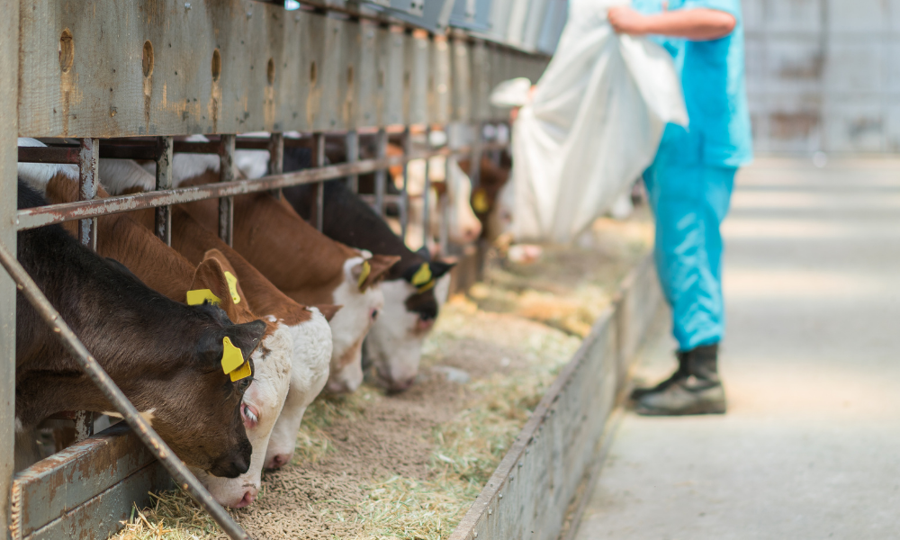 Bernes em bovinos prejuízos, tratamento e prevenção