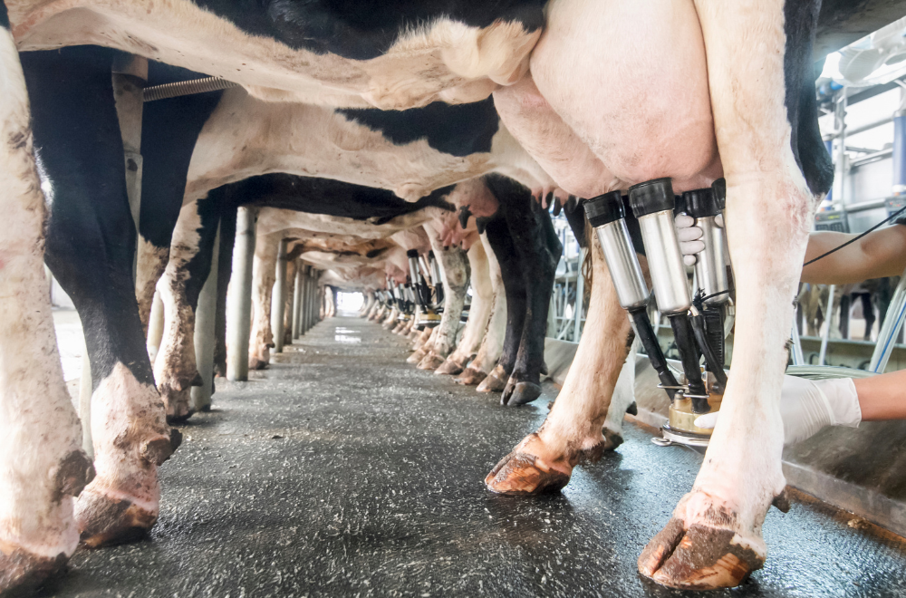5 dicas eficazes para aumentar a produção de leite de vaca