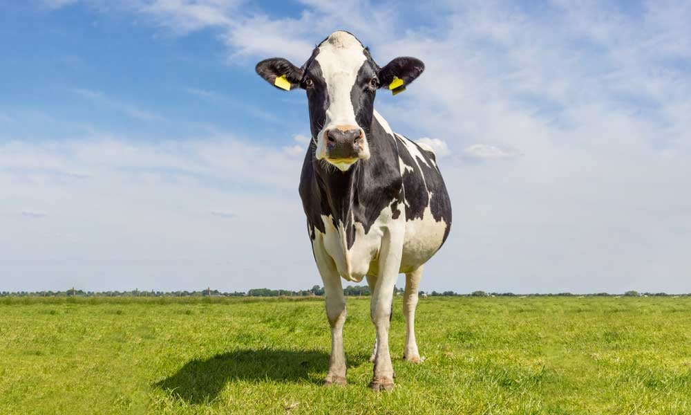 FUNDAÇÃO ROGE: vaca com cascos das vacas saudável em um pasto verde