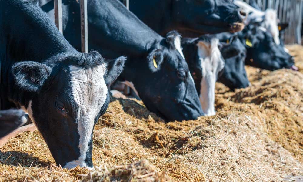 FUNDAÇÃO ROGE: vacas adquirindo matéria seca na fazenda