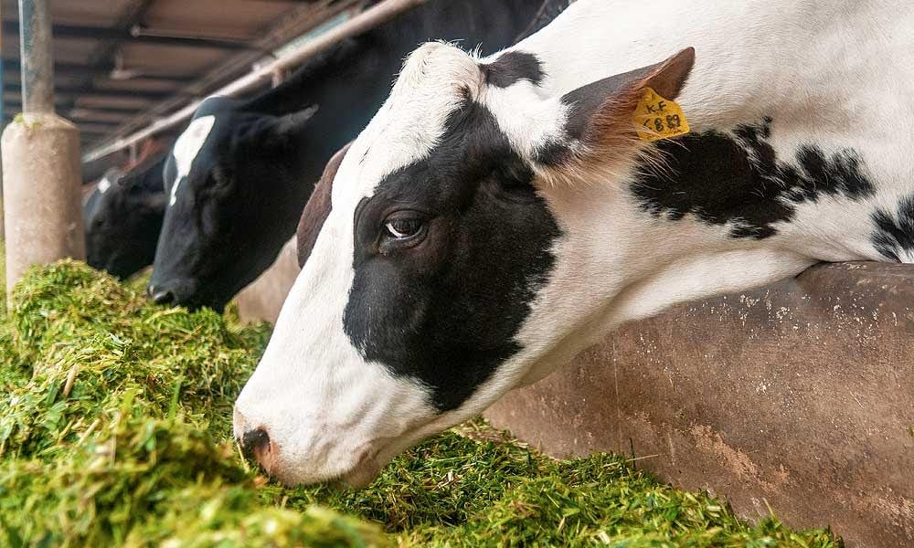 FUNDAÇÃO ROGE: vacas pretas e brancas comendo forragem em um cocho