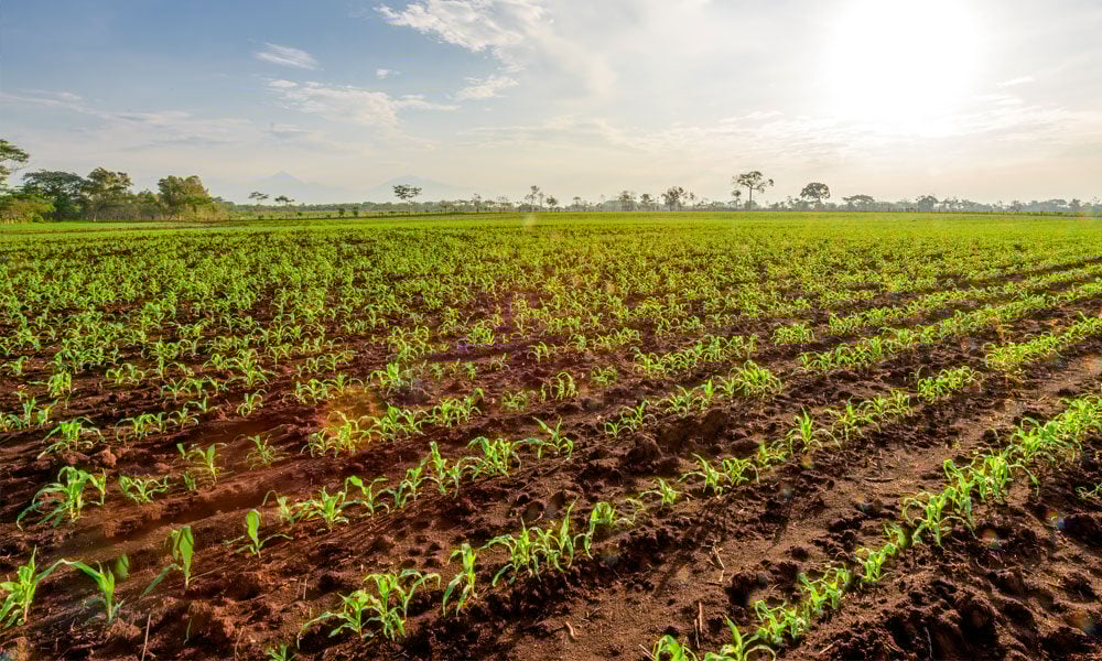 FUNDAÇÃO ROGE: grande lavoura sem plantas daninhas 
