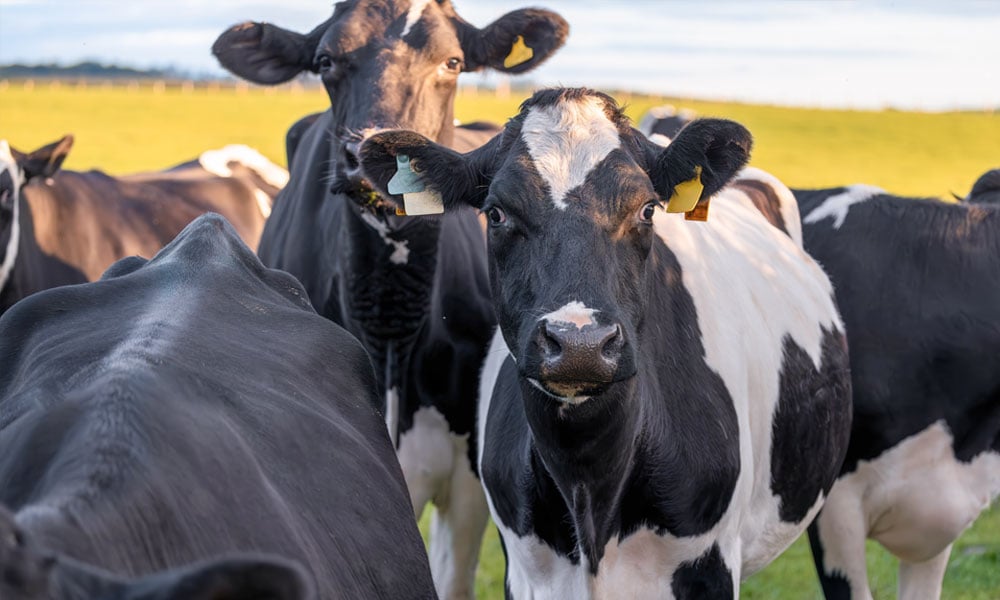 FUNDAÇÃO ROGE: rebanho com vacas pretas e brancas com clostridioses em bovinos