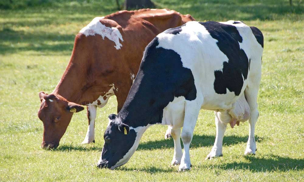 FUNDAÇÃO ROGE: Vacas em lactação