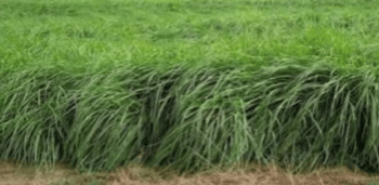 Capim Andropogon (Andropogon gayanus)