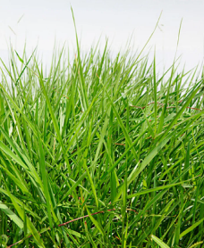 Braquiária Humidícola (Brachiaria humidicola)