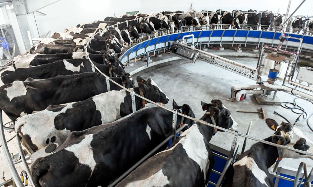 FUNDAÇÃO ROGE: sala de ordenha carrossel com várias vacas brancas e pretas