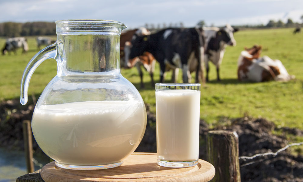 FUNDAÇÃO ROGE: vacas, jarra e um copo com leite ilustrando a curva de lactação