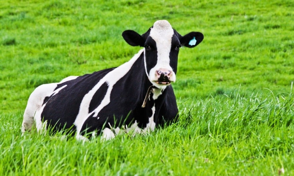 Como avaliar o bem estar das vacas leiteiras