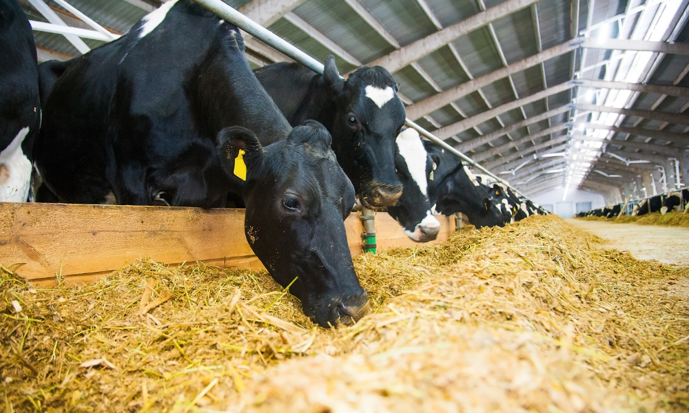Como deve ser a alimentação do gado de leite