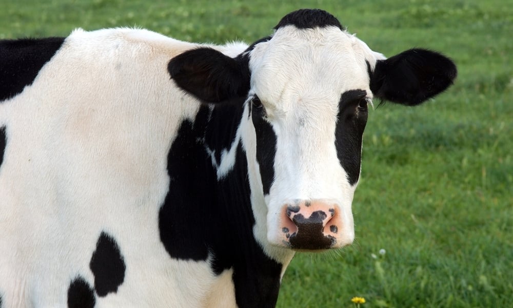Como reduzir a emissão de gás metano na fazenda leiteira