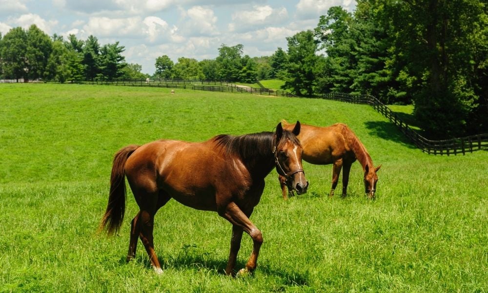 Conheça os dois tipos de pneumonia em equinos