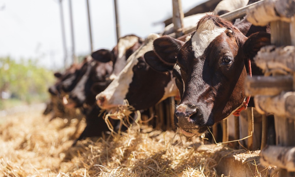Consequências do excesso de nutrientes na alimentação do gado leiteiro