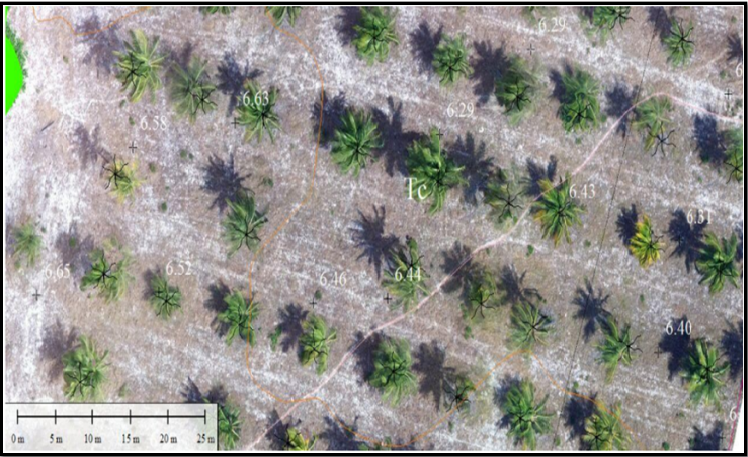 Contagem de plantas com drone