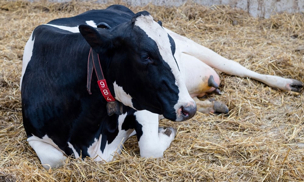 Cuidados no pré-parto e no parto de vacas leiteiras