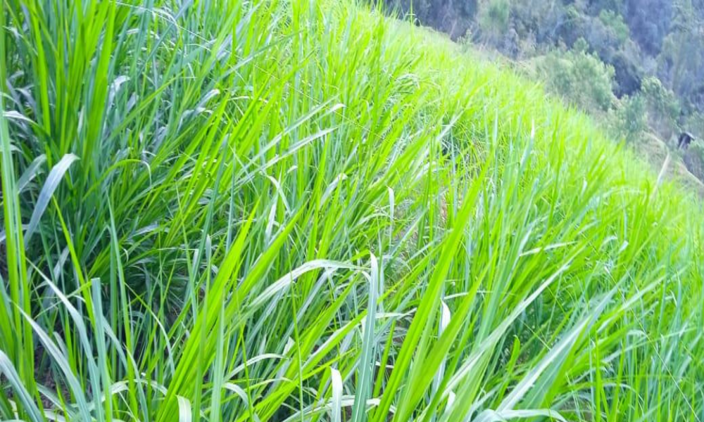Adubação de cobertura na cultivar BRS capiaçu utilizando dejetos orgânicos da pecuária leiteira