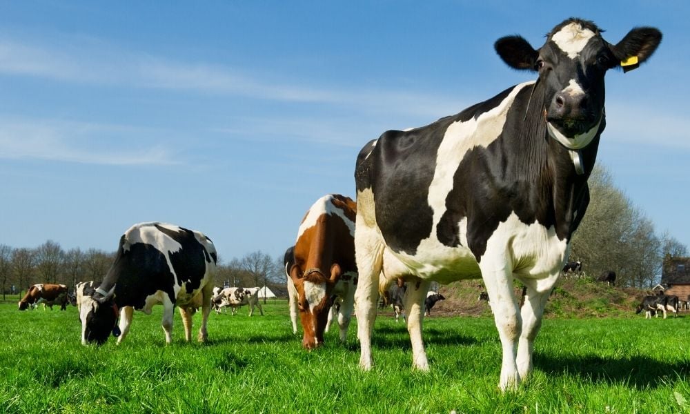 5 Passos para a secagem de vacas leiteiras