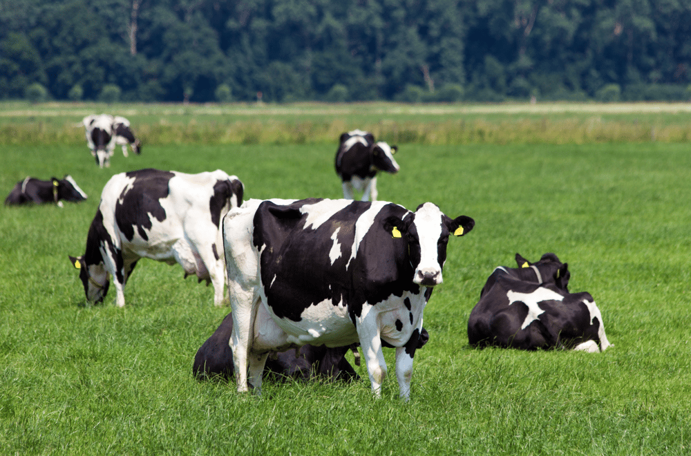 ESG: os pilares da sustentabilidade na pecuária leiteira