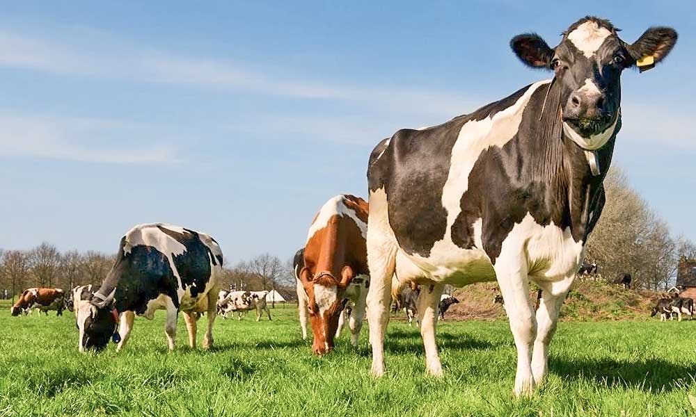 Secagem de vacas leiteiras