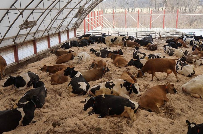 Estresse térmico em bovinos - controle e resposta em produtividade