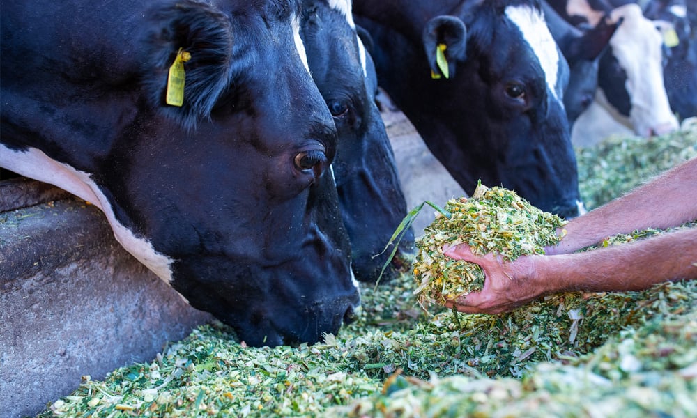 FUNDACAO-ROGE-Micotoxinas