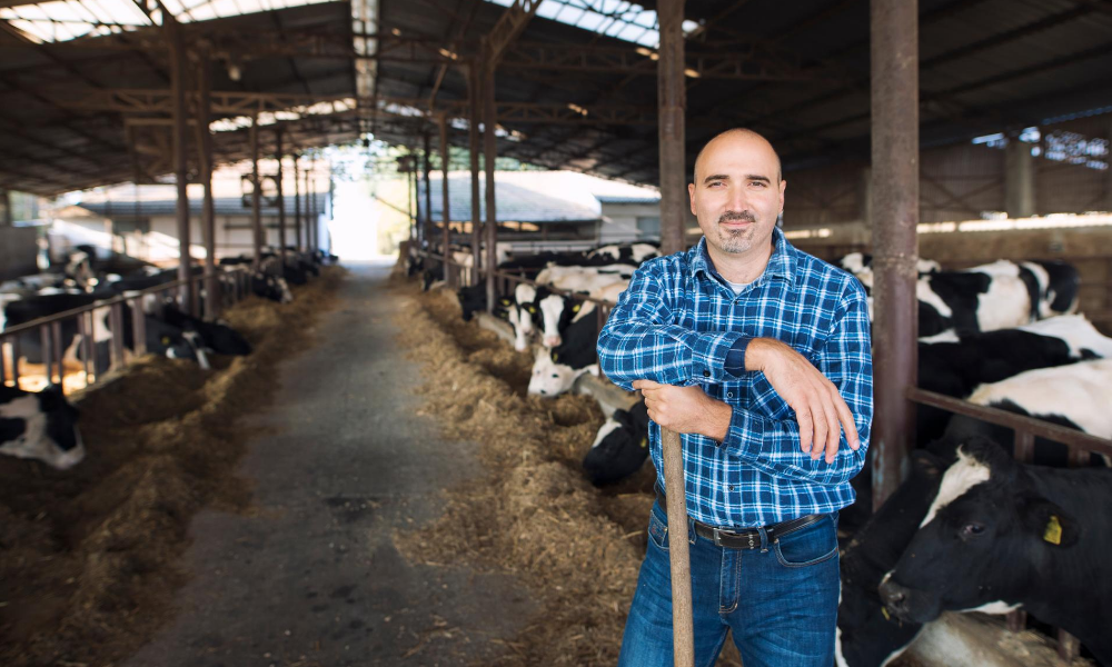 Fazendas de leite do futuro 6 princípios de gestão a serem seguidos