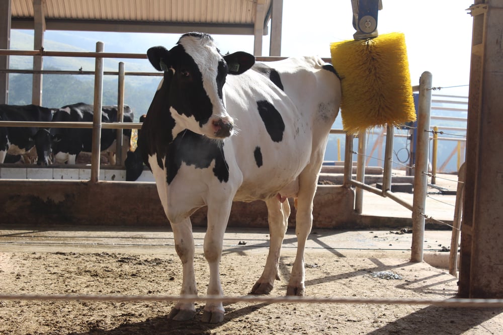 Bem estar animal na Fazenda de Leite