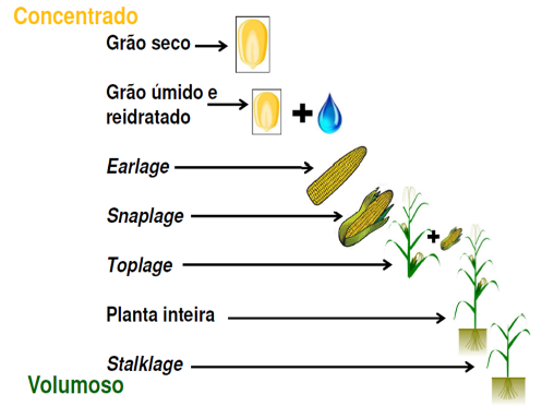 Silagem de milho